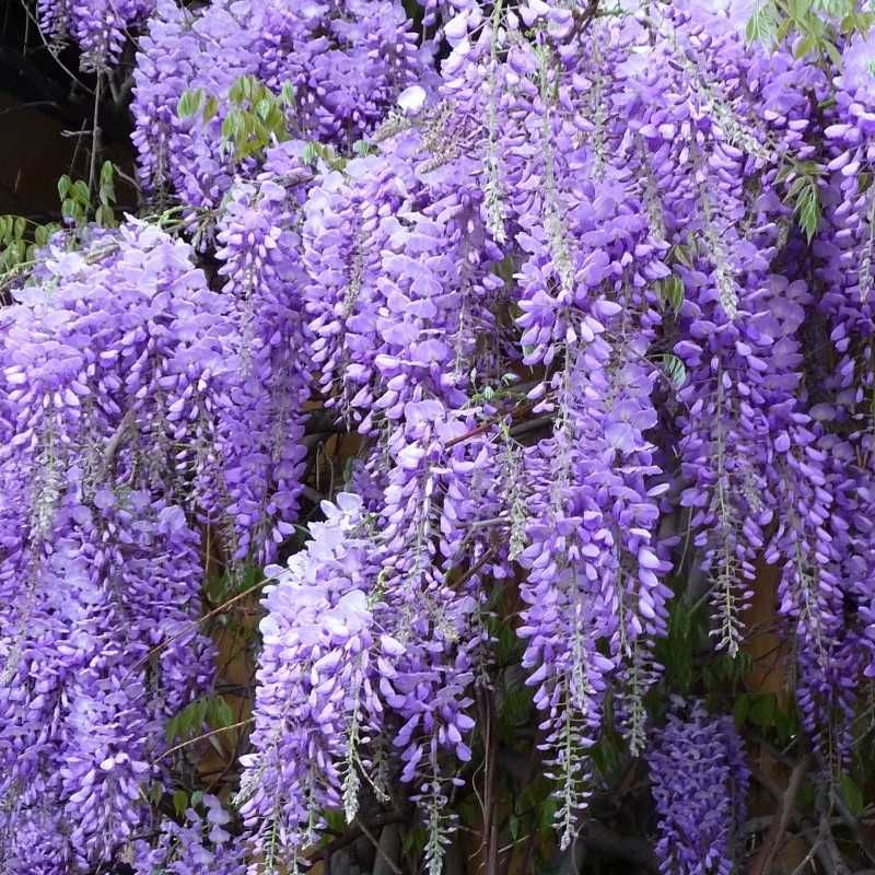 Seminte Glicină cu flori mov (Wisteria sinensis)