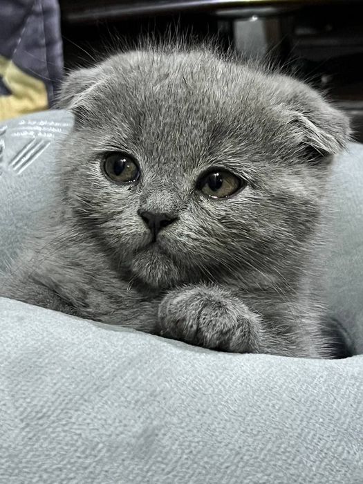 Продам фолд мальчика