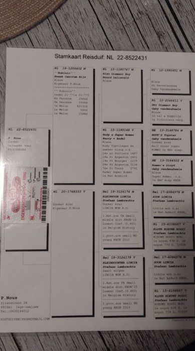 Se vând porumbei  matca