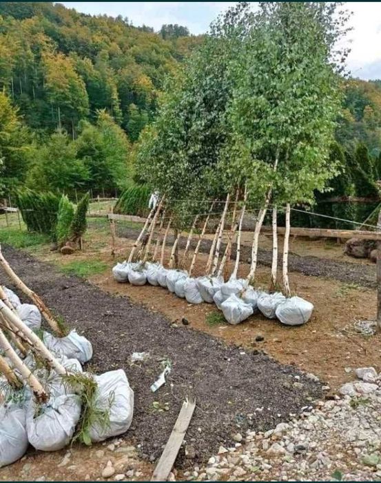 Plante ornamentale gazon rulou sport