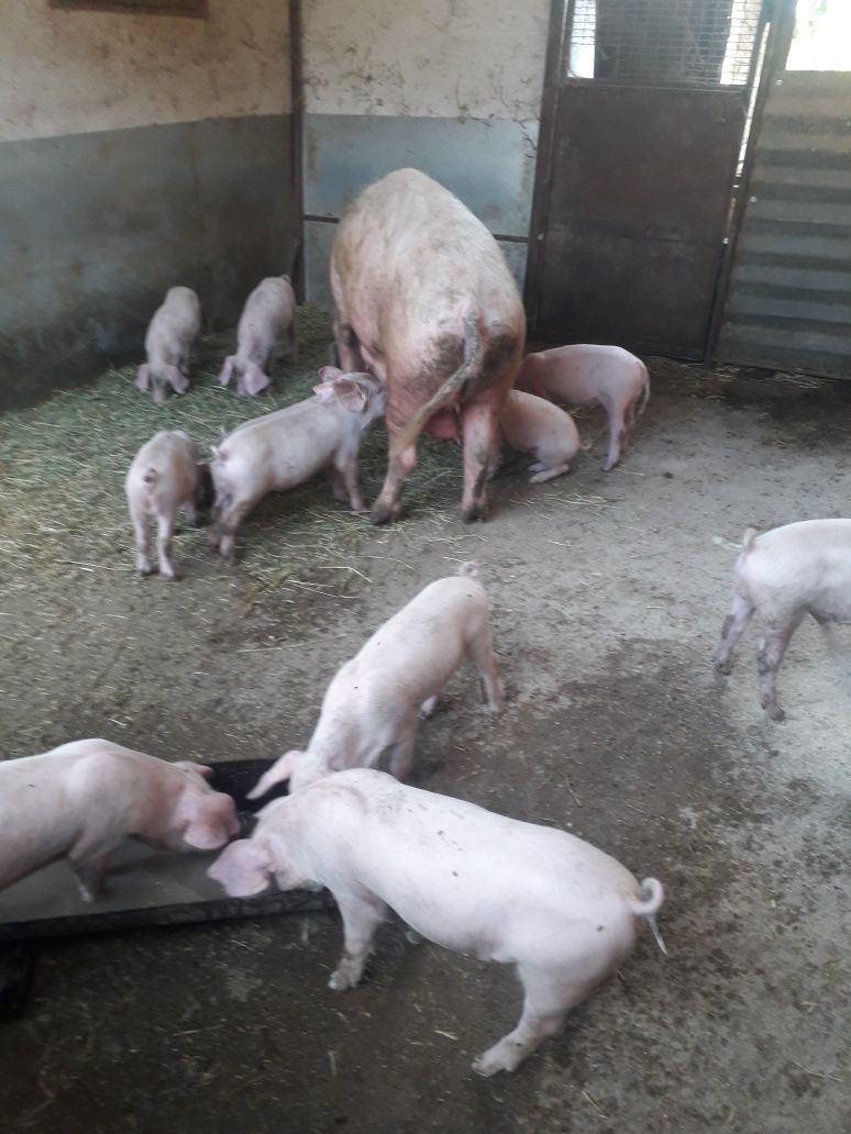 Продавам малки прасенца
