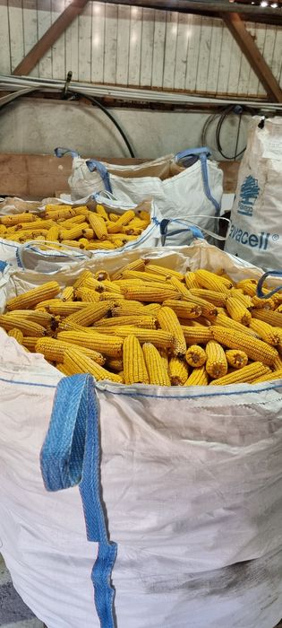 Porumb stiulete productie 2025