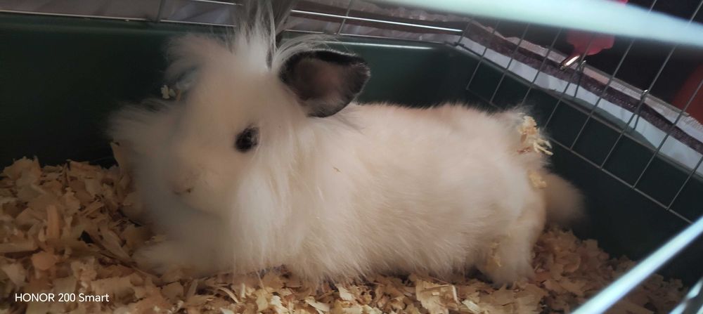 Декоративно мъжко зайче +клетка