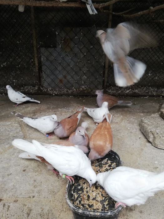 Гугутки много бройки