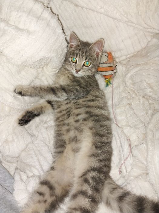 Срочко котёнок в добрые руки