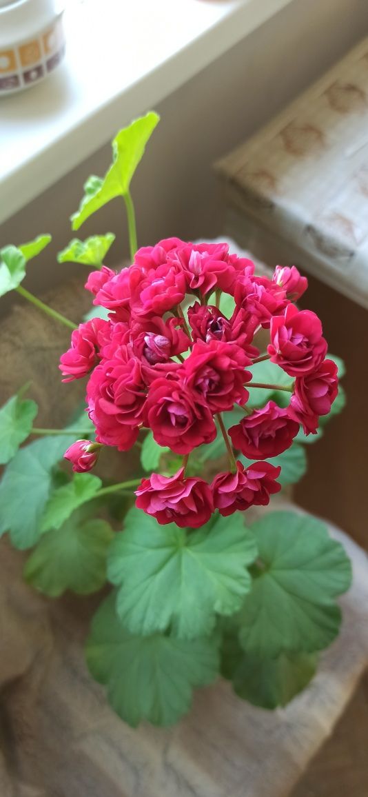 Мушкато,сортово-Pelargonium