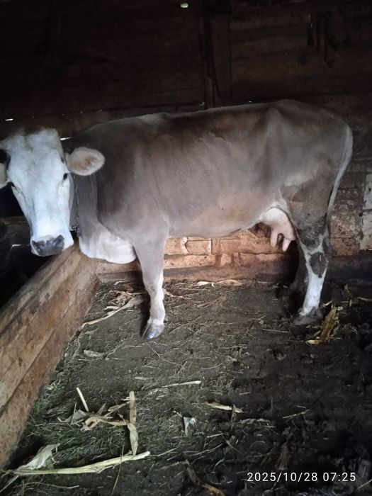 Vaca de lapte de 5 ani - 5500 ron