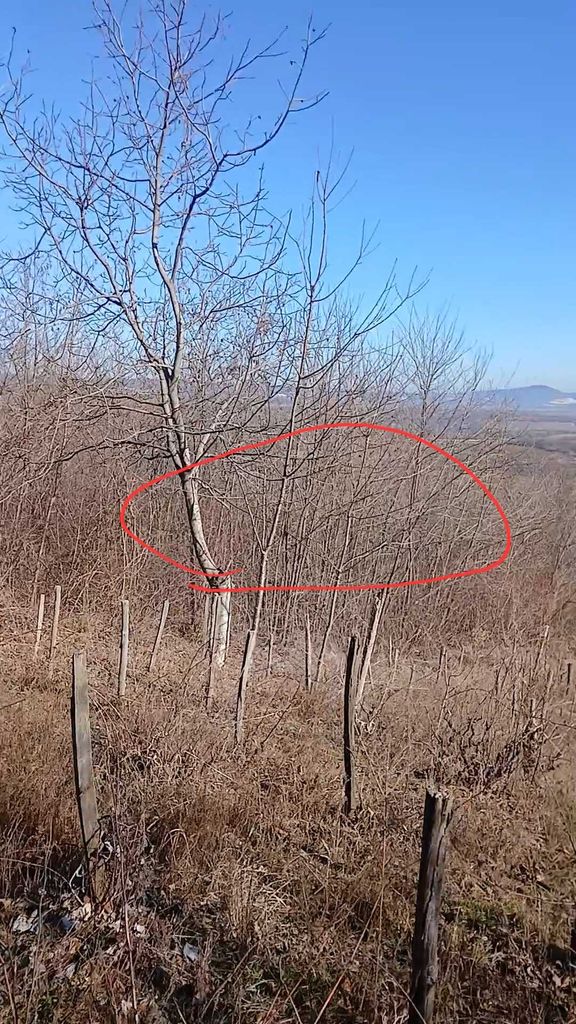 Продава се Парцел в с. Паволче, Област Враца - 526 кв.м за 3 €/кв.м - Снимка #2