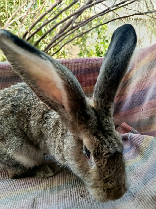 Фландр самест сотилади