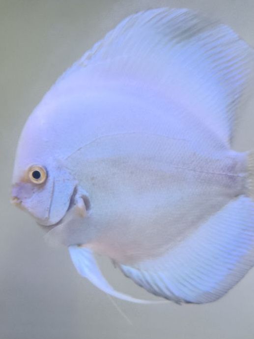 Самцы дискусов,возрастом 1,5 года