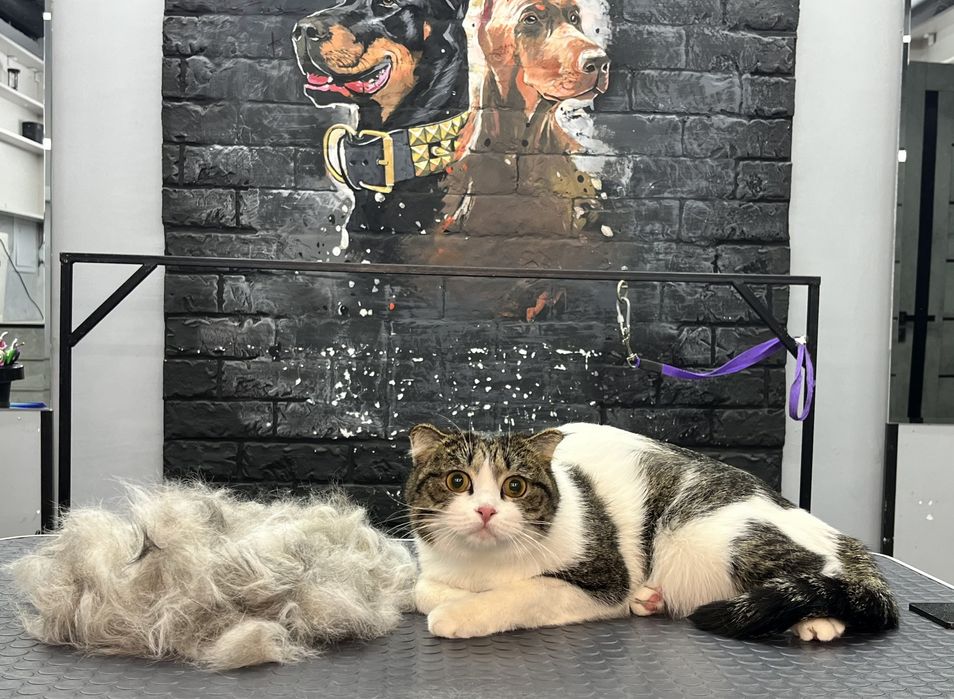 Профессиональная стрижка и вычес кошек салон ALIS GROOM на Юнусобаде