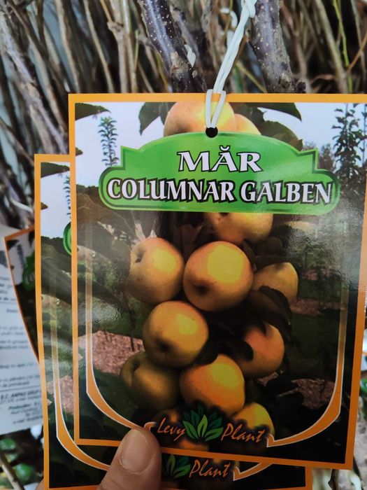 pomi columnari cu radacina ambalata