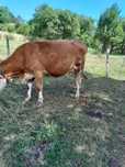 Vaca de vânzare gestantă in 2 luni