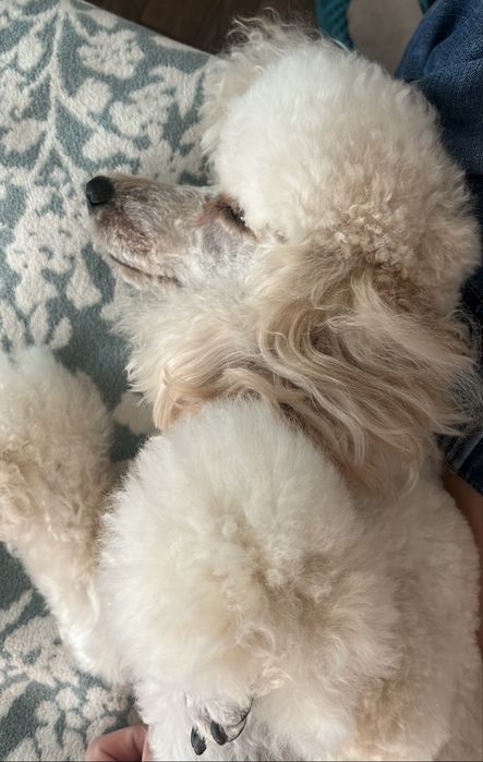 Продават се мини пуделчета