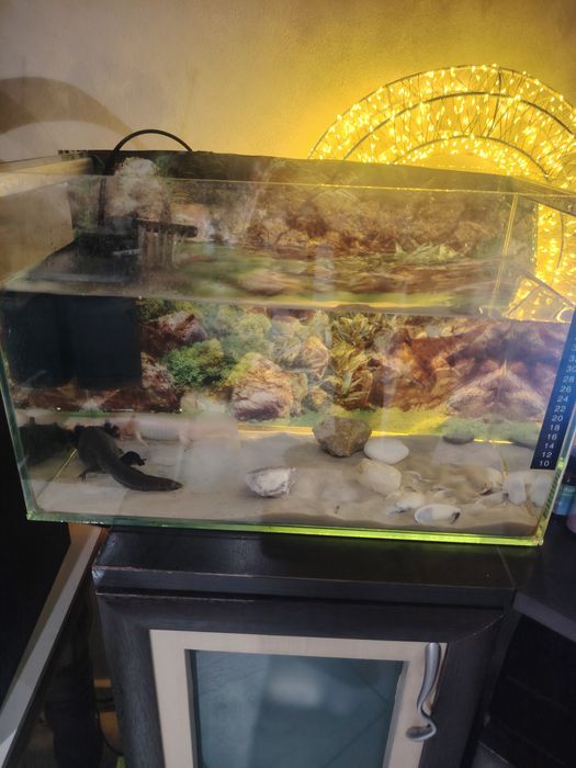 Аквариум с две Амбистоми !