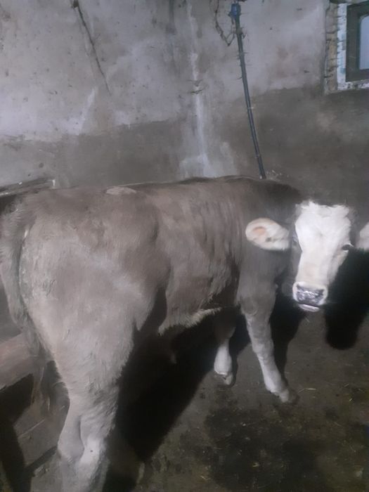 Vițel de vânzare