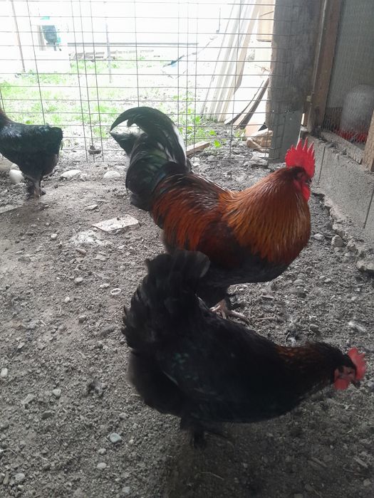 2 familii Marans