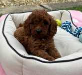 Pui Pudel-Caniche - Poodel roscat - aprocot deosebit toy