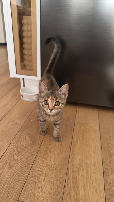Котенок приученный к лотку.