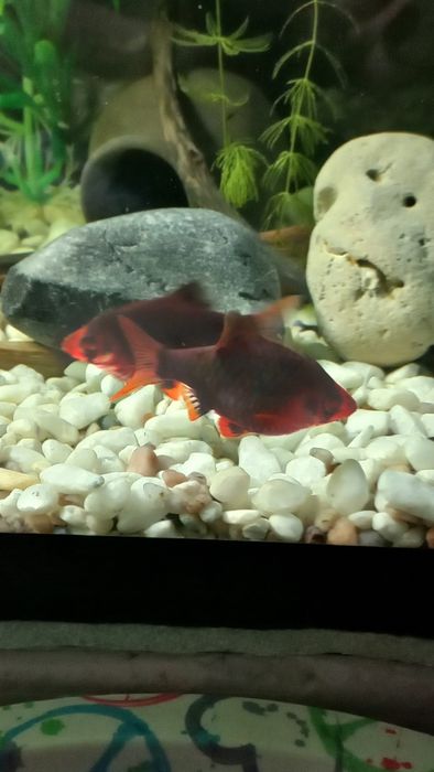 Продаются Анциструс Барбусы вуалевый