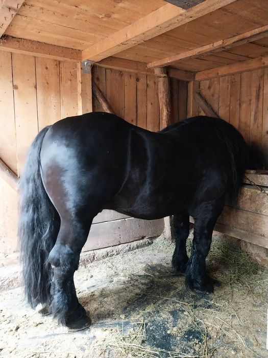 Vand armasar de 5 ani