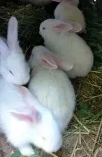 Vand pui iepure de rasă din părinți cu pedigree