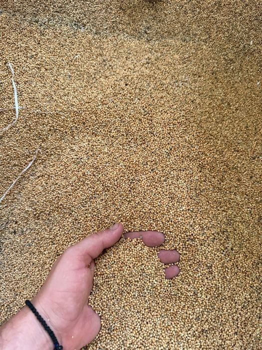 Mei  pentru papagali