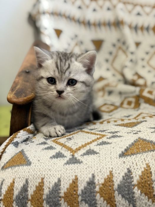 Шотландский котенок