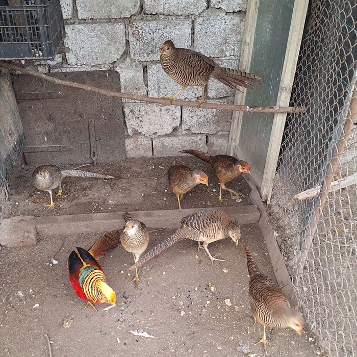 Vând fazani auri pe rosu