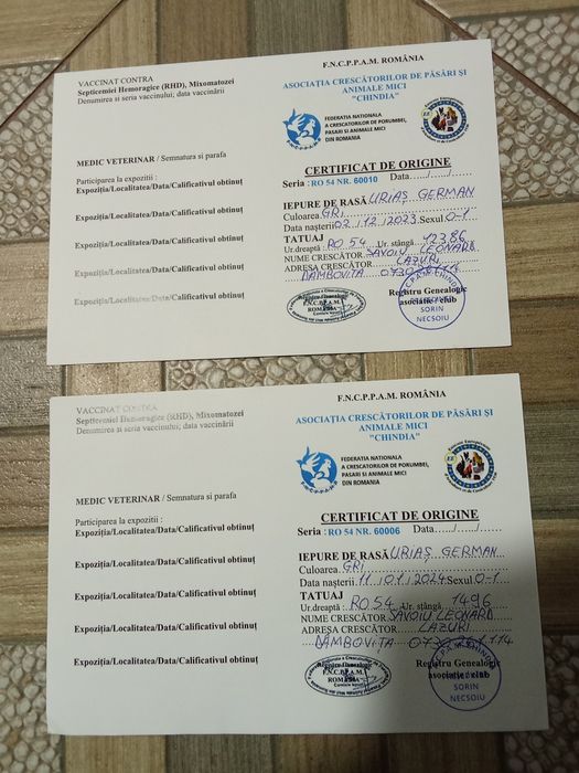 Vând iepuri uriași germani-gri