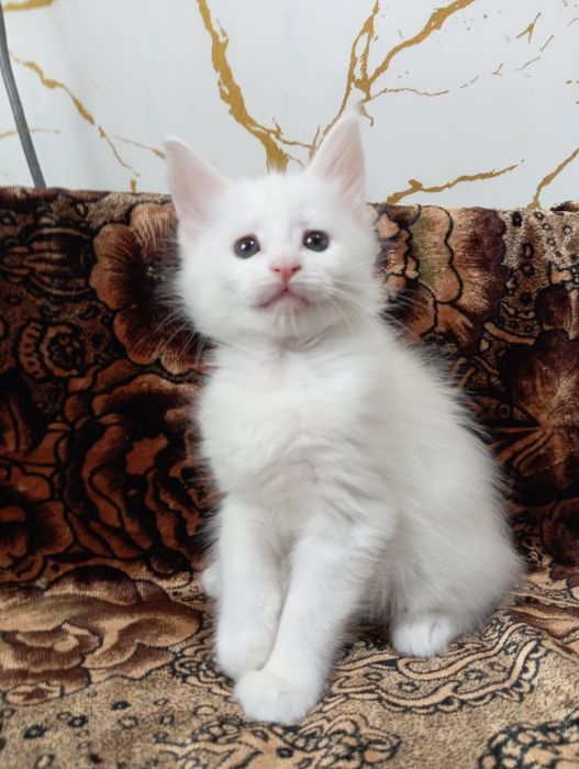 Милейшие котята Мейн Кун