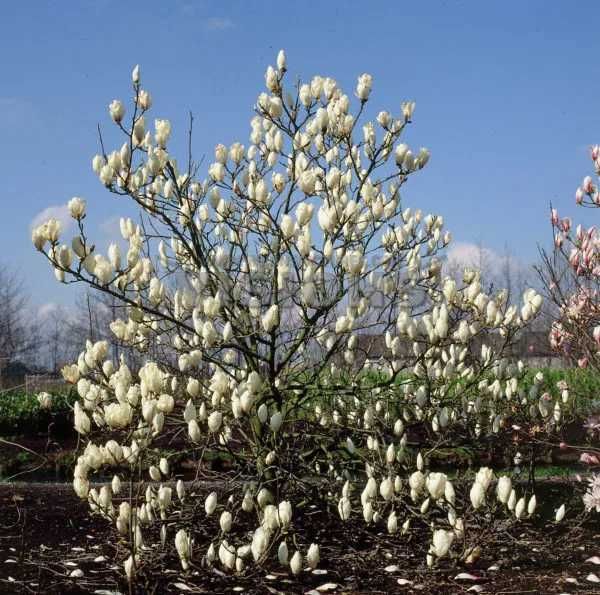 Magnolia galbena albastra susan superba ricki