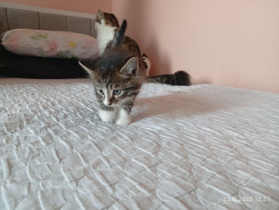 Продадим котят смесь турецкая ангорка