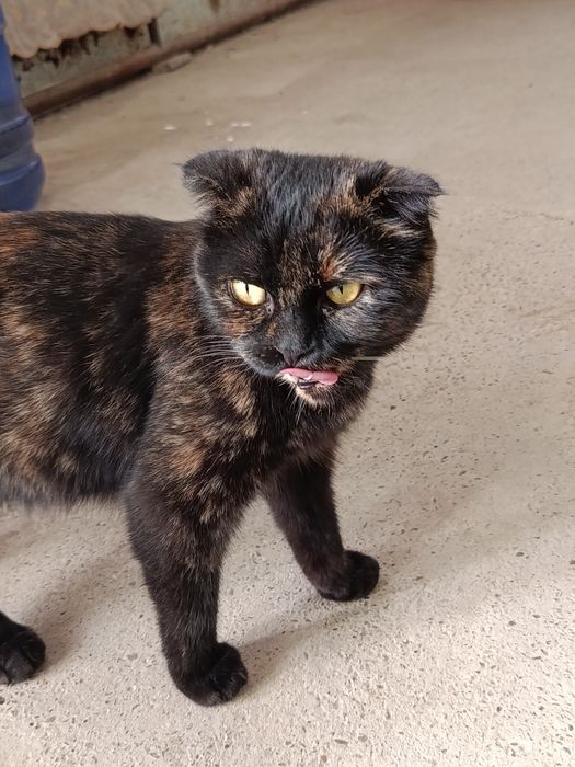 Пишак сотилади пародалик