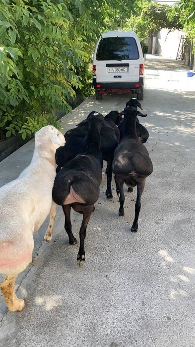 Semiz qoʻy va qōchqorlar bor 27/4