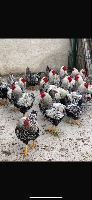Виандот кокошки