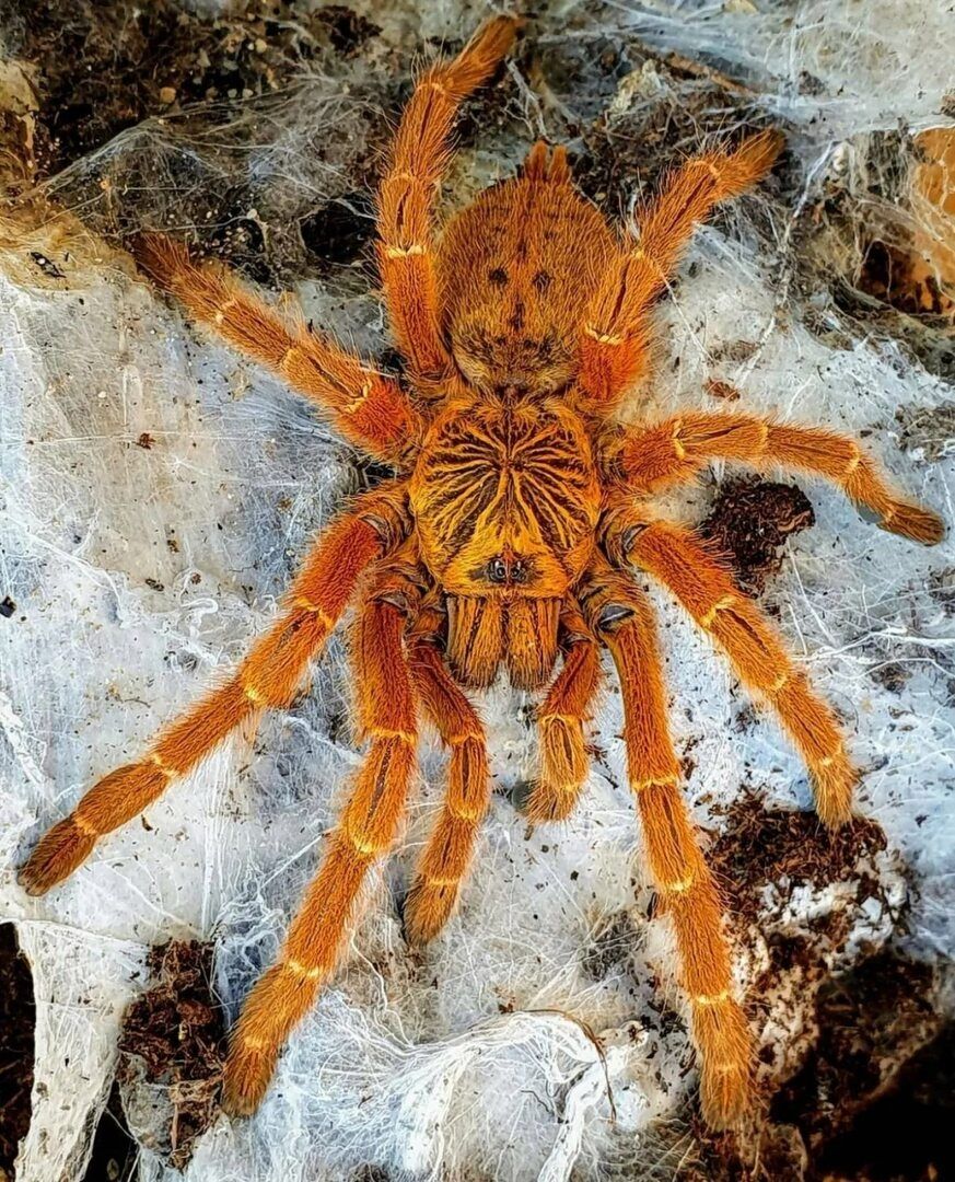 Адульт самка Pterinochilus murinus