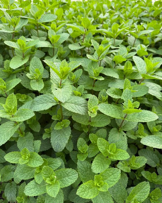 Mentă olandeză crescută natural