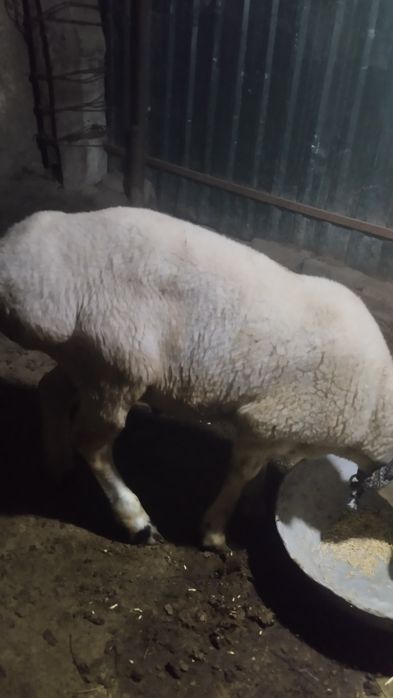 Когон кучкор бор