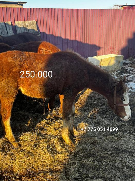Жеребёнок | аул Домбыралы