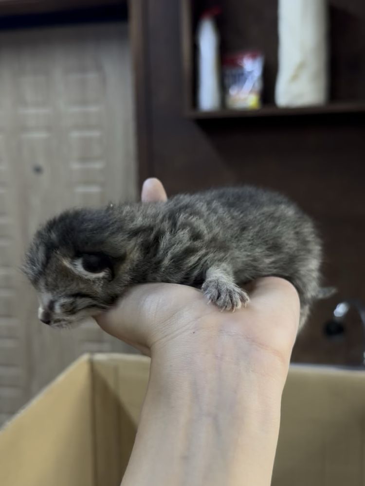 Отдам котенка , котят, кошку