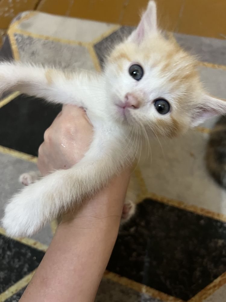 Котята отдам даром