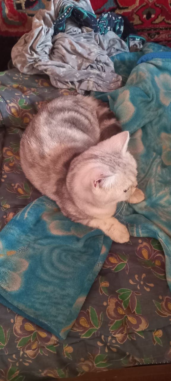Британский   котик