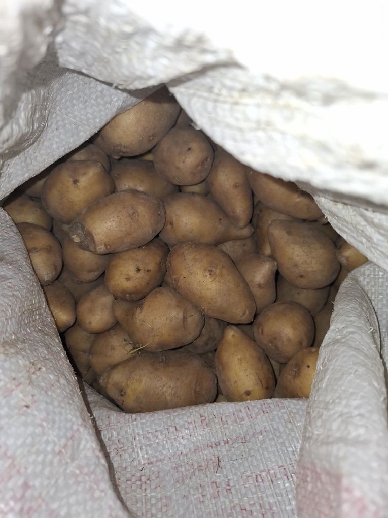 Продам картошку домашнюю.