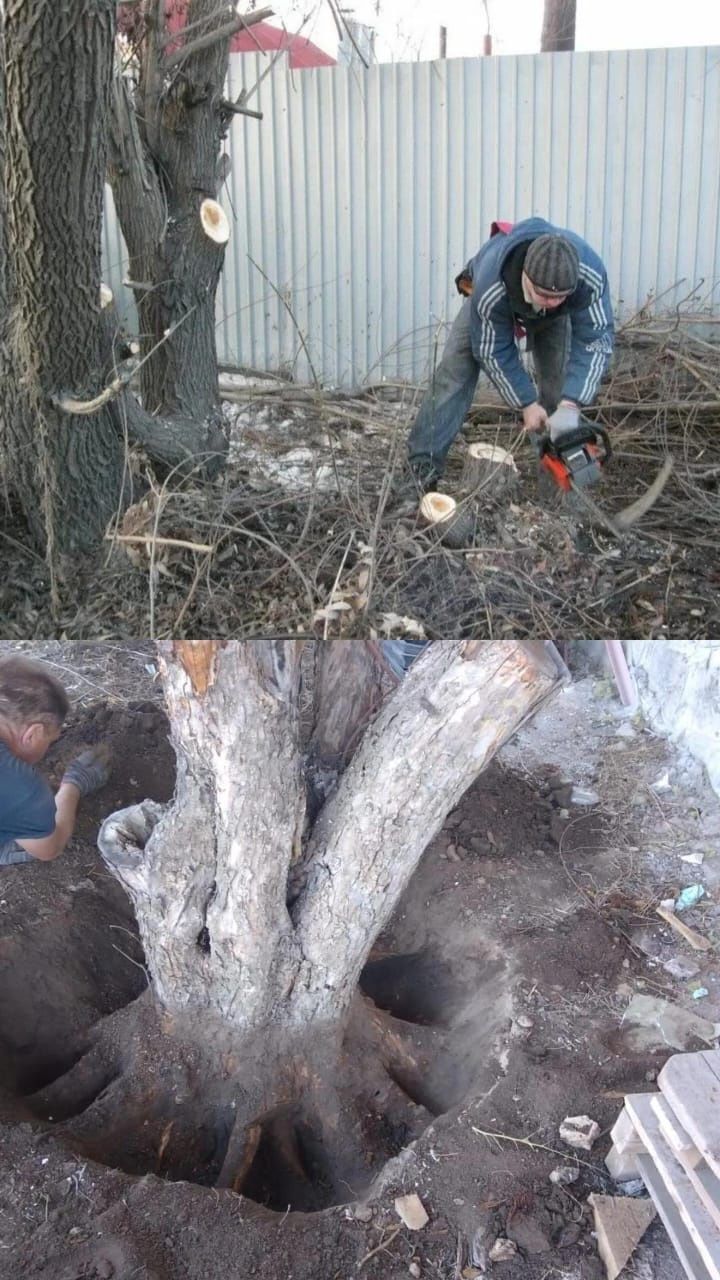 Услуги спилка деревьев
