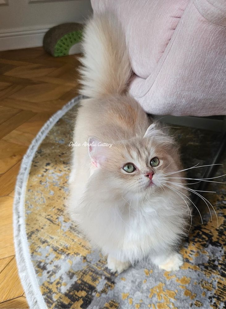 Fetita British Longhair cu ochi verzi, pedigree