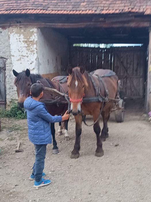 Mânz de 1 an și 4 luni