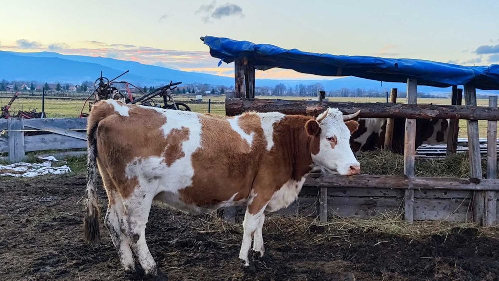 De vânzare 22 vaci bălțate roșii și un taur – în Borzont!