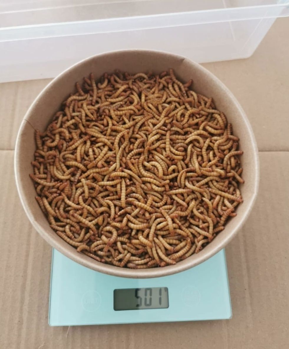 Viermi de făină , mealworms.