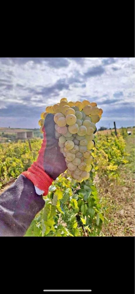 Producator vand struguri pentru vin productie 2025
